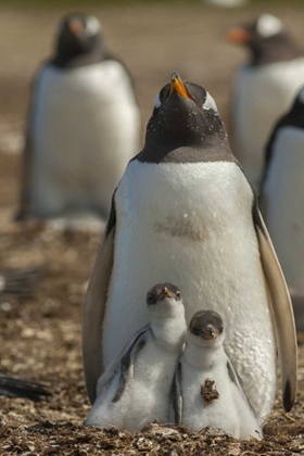 Picture of EAST FALKLAND GENTOO PENGUIN CHICKS AND PARENT