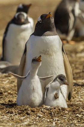 Picture of EAST FALKLAND GENTOO PENGUIN PARENT AND CHICKS