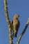 Picture of AZ, SONORAN DESERT GILA WOODPECKER ON OCOTILLO