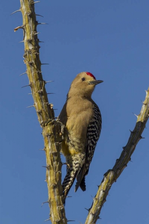 Picture of AZ, SONORAN DESERT GILA WOODPECKER ON OCOTILLO