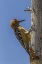 Picture of AZ, SONORAN DESERT GILA WOODPECKER ON OCOTILLO