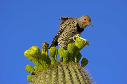 Picture of AZ, PIMA CO, GILDED FLICKER ON SAGUARO BLOSSOM