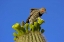 Picture of AZ, PIMA CO, GILDED FLICKER ON SAGUARO BLOSSOM