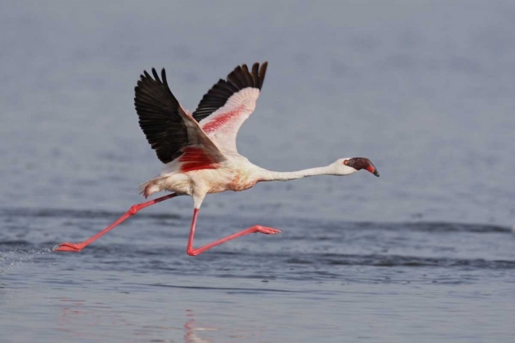 Picture of KENYA, NAKURU NP LESSER FLAMINGO RUNNING