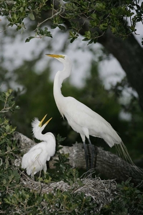 Picture of FL GREAT EGRET PARENT IN NEST WITH CHICK