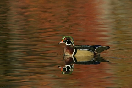 Picture of OHIO, CLEVELAND WOOD DUCK DRAKE SWIMMING