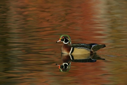 Picture of OHIO, CLEVELAND WOOD DUCK DRAKE SWIMMING