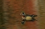 Picture of OHIO, CLEVELAND WOOD DUCK DRAKE SWIMMING