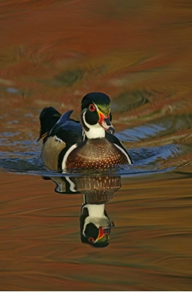 Picture of OHIO, CLEVELAND WOOD DUCK DRAKE SWIMMING