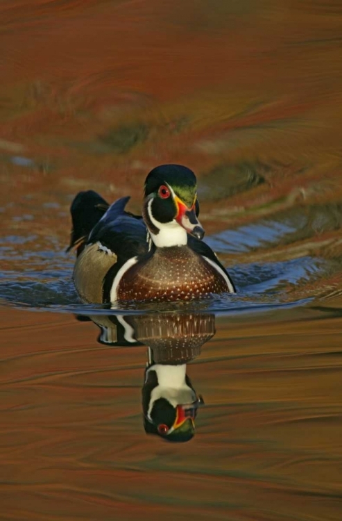 Picture of OHIO, CLEVELAND WOOD DUCK DRAKE SWIMMING