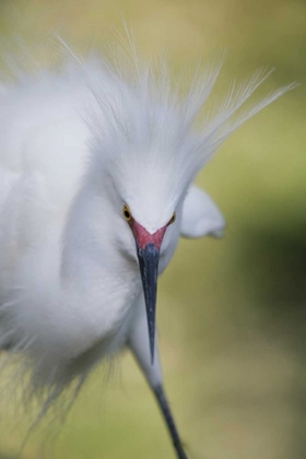 Picture of FL SNOWY EGRET WITH ITS BREEDING PLUMAGE