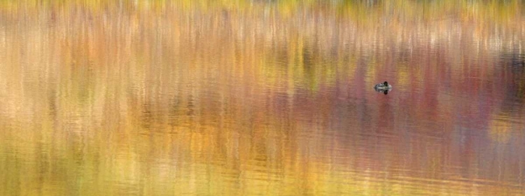 Picture of AK, DENALI NP DUCK WITH REED REFLECTIONS