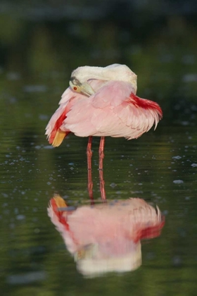 Picture of FL, TAMPA BAY ROSEATE SPOONBILL PREENING