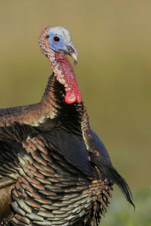 Picture of FL, INDIAN LAKE ESTATES WILD MALE TURKEY