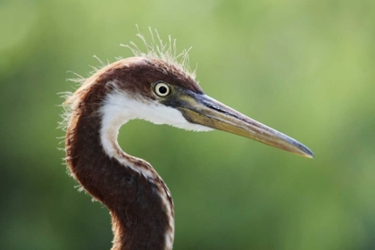 Picture of FL, KISSIMMEE TRICOLORED HERON FLEDGLING