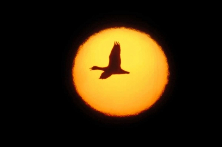 Picture of NEW MEXICO SILHOUETTE OF LONE SNOW GOOSE