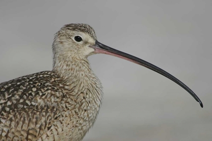 Picture of FL, FORT DE SOTO PARK, LONG-BILLED CURLEW