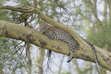 Picture of KENYA, NAKURU NP LEOPARD RELAXING IN TREE