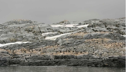 Picture of ANTARCTICA, PLENEAU ISLAND GENTOO PENGUIN