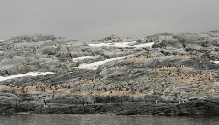 Picture of ANTARCTICA, PLENEAU ISLAND GENTOO PENGUIN