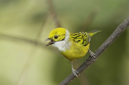 Picture of ECUADOR, LOS BANCOS SILVER-NECKED TANAGER