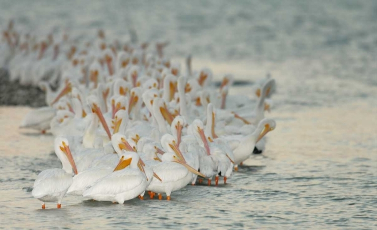 Picture of FLORIDA, PLACIDAWHITE PELICANS ON SANDBAR