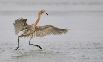 Picture of FL, FT DESOTO PARK REDDISH EGRET DANCING