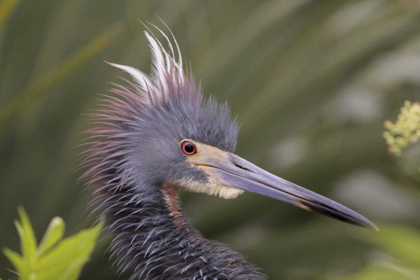 Picture of FL SIDE PORTRAIT OF TRICOLORED HERON HEAD