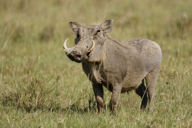 Picture of KENYA, NAKURU NP WARTHOG IN STANDING POSE