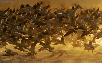 Picture of NEW MEXICO FLOCK OF SNOW GEESE TAKING OFF