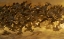 Picture of NEW MEXICO FLOCK OF SNOW GEESE TAKING OFF