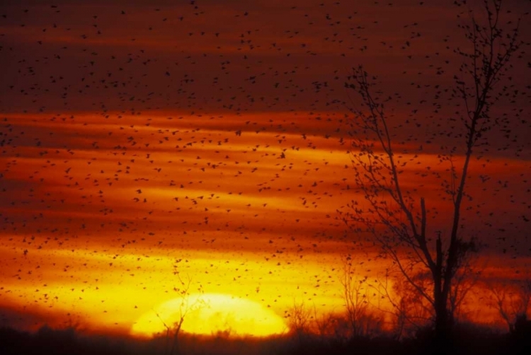 Picture of MISSOURI BLACKBIRDS SILHOUETTED AT SUNSET