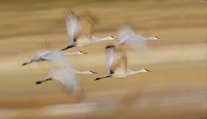 Picture of NEW MEXICO SANDHILL CRANES FLY IN BLURRED