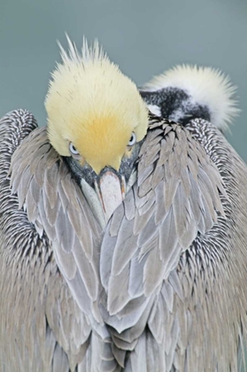 Picture of CA, LA JOLLA BROWN PELICAN ADULT PORTRAIT