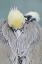 Picture of CA, LA JOLLA BROWN PELICAN ADULT PORTRAIT