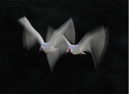 Picture of FL, ALAFIA BANK WHITE IBIS PAIR IN FLIGHT