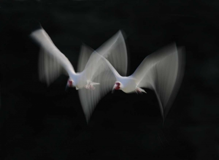 Picture of FL, ALAFIA BANK WHITE IBIS PAIR IN FLIGHT