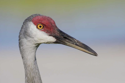 Picture of FL SANDHILL CRANE ADULT WITH SAND ON BILL