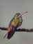 Picture of ECUADOR RUFOUS-TAILED HUMMINGBIRD ON LIMB