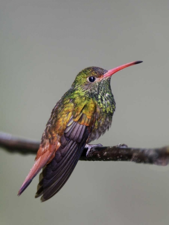 Picture of ECUADOR RUFOUS-TAILED HUMMINGBIRD ON LIMB