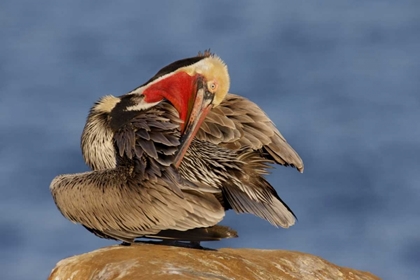 Picture of CA, LA JOLLA PELICAN PREENS ITS FEATHERS 