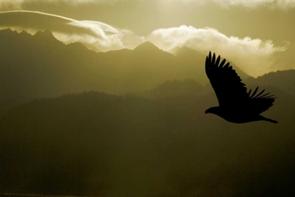 Picture of AK, HOMER SILHOUETTE OF BALD EAGLE FLYING