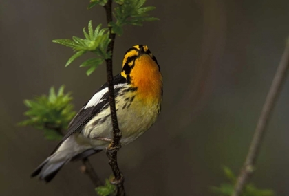 Picture of CANADA, ONTARIO MALE BLACKBURNIAN WARBLER