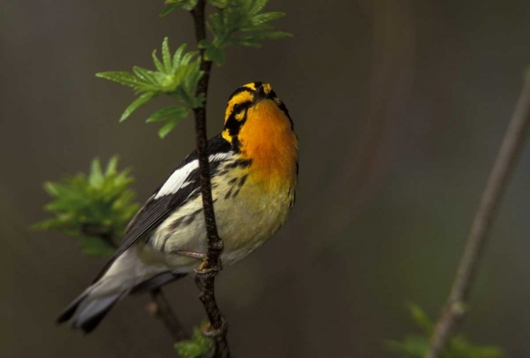 Picture of CANADA, ONTARIO MALE BLACKBURNIAN WARBLER