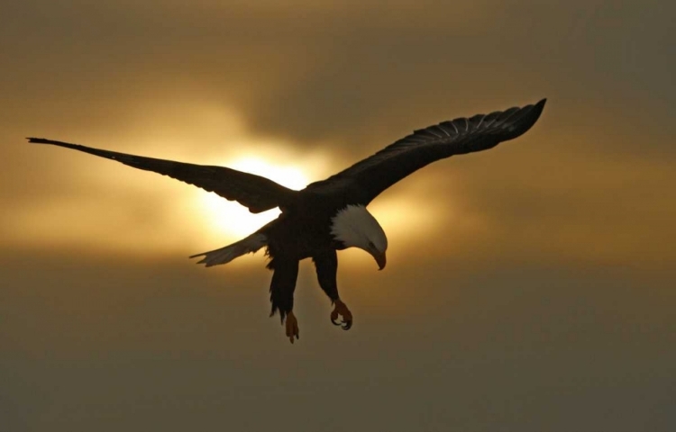 Picture of AK, HOMER BALD EAGLE IN PREPARING TO LAND