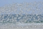 Picture of FL, FORT DE SOTO PARK WHITE BLUR OF TERNS