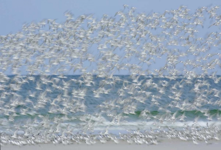 Picture of FL, FORT DE SOTO PARK WHITE BLUR OF TERNS