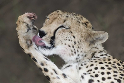 Picture of KENYA, MASAI MARA CHEETAH LICKING ITS PAW