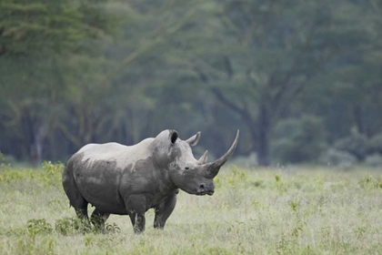 Picture of KENYA, NAKURU NP WHITE RHINOCEROS GRAZING