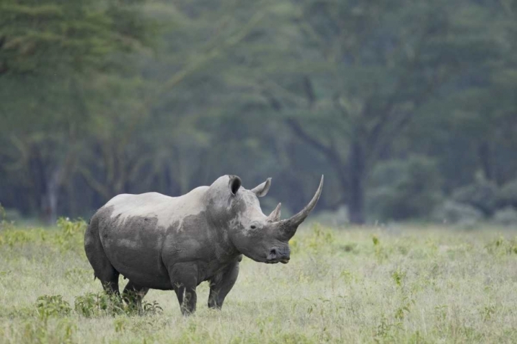 Picture of KENYA, NAKURU NP WHITE RHINOCEROS GRAZING